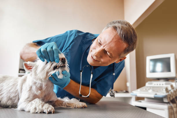 Best 24-Hour Emergency Dental Care in Maggie Valley, NC
